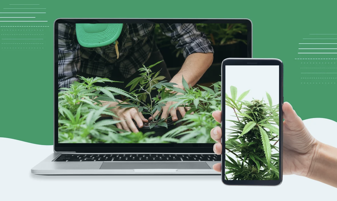 6 Amazing Remote Cannabis Jobs For You